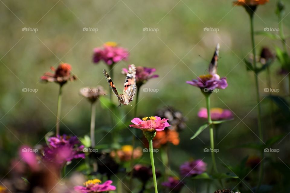 Butterly in flight