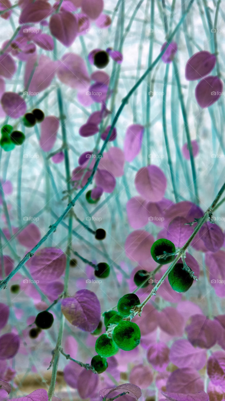 A negative of some branches with berries