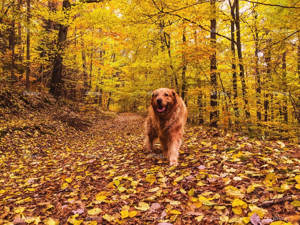 Portrait of a dog running