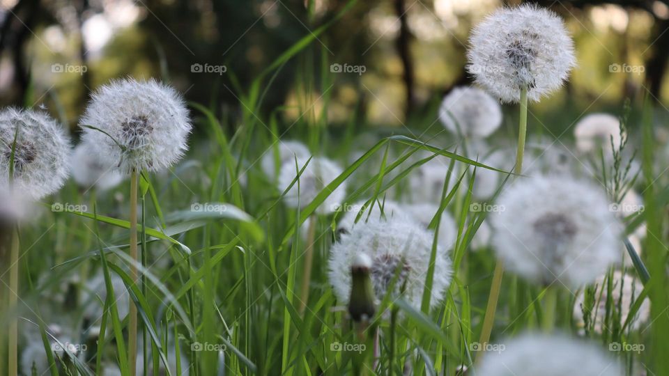 White dandelions in spring