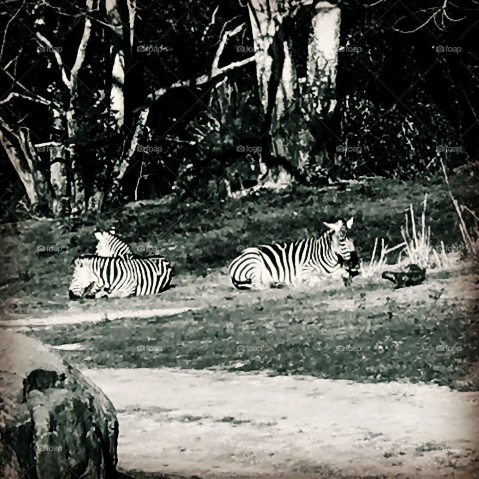 Zebras Chilling 