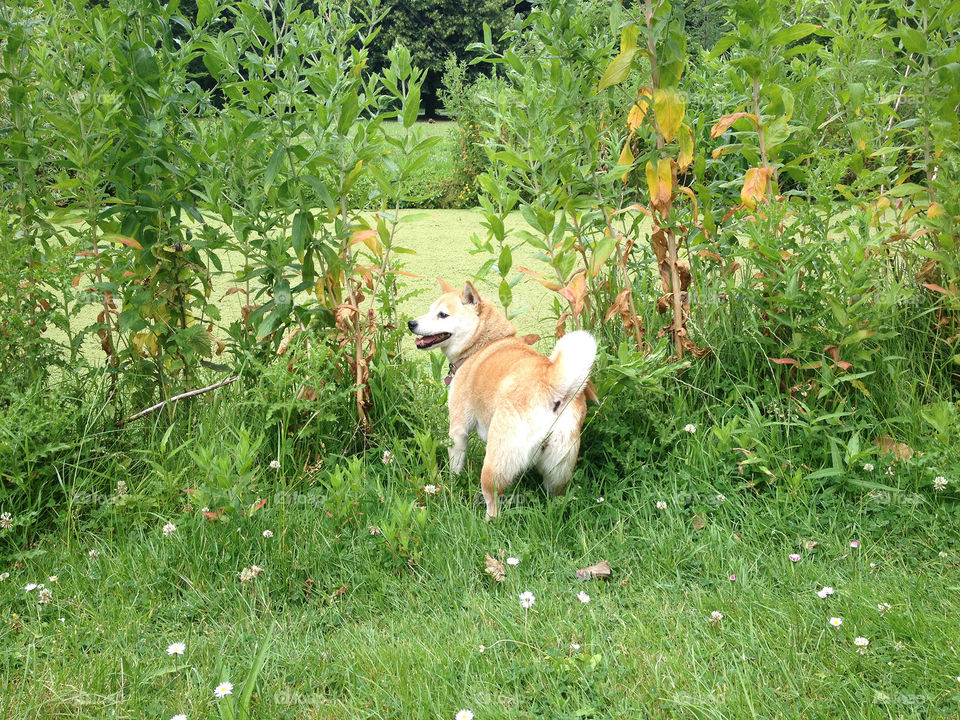 A smiling shiba from behind in green grass between large vegetation next to the water.