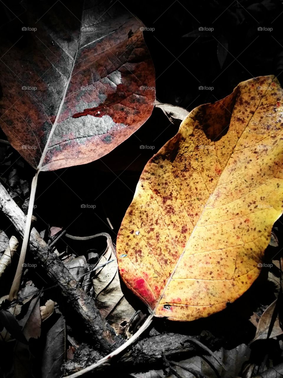 Amarela e vermelha, da mesma árvore.