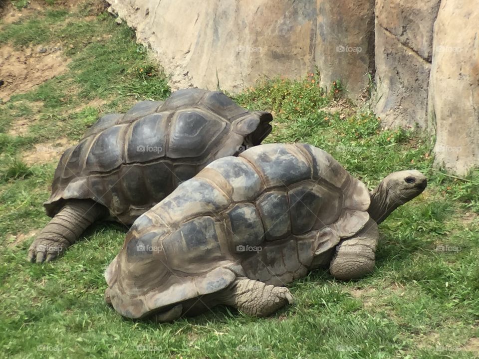 Big  Turtles at Zoo