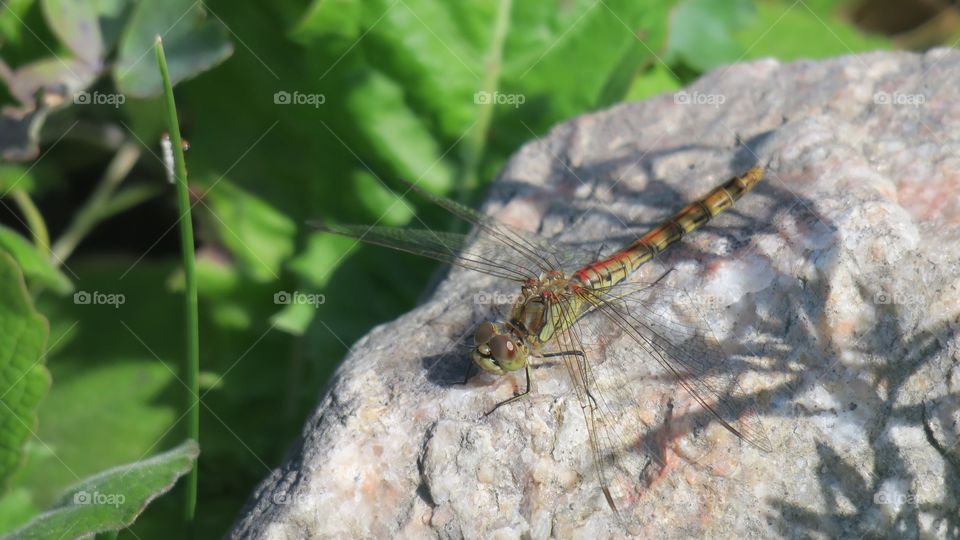 Dragonfly 