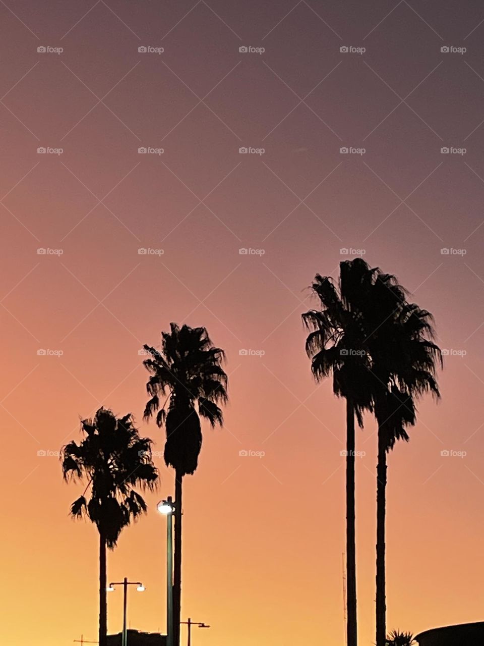 Palmeras👀