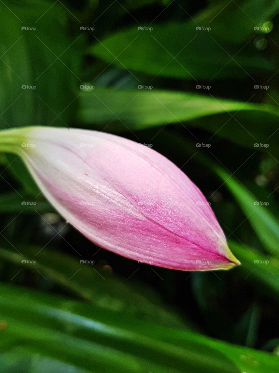 This Lilly in the botanical garden at its natural state with a lovely color of pink against white and the tip and stem light green.