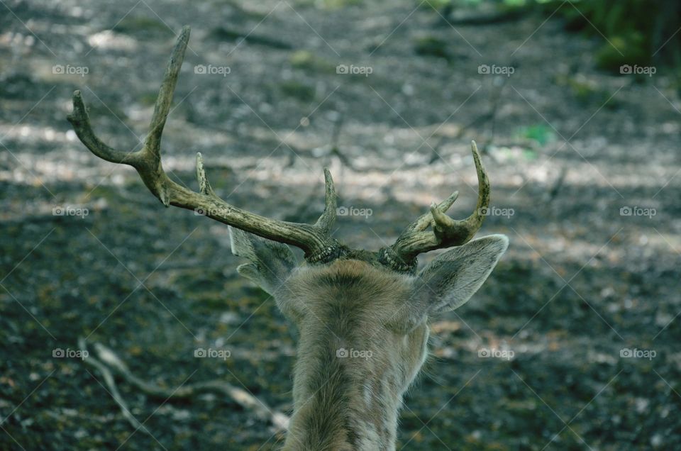 deer antler