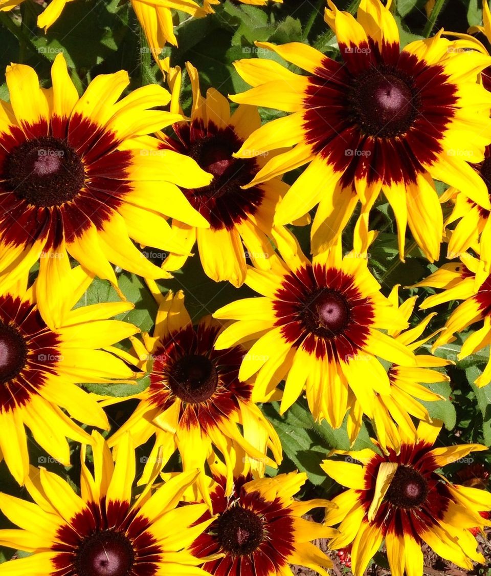 Gloriosa Daisies