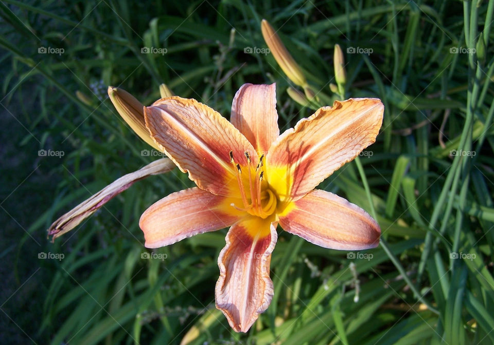 nature flower white summer by ashley77