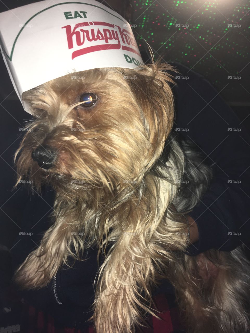 Yorkshire Terrier in Krispy Kreme hat