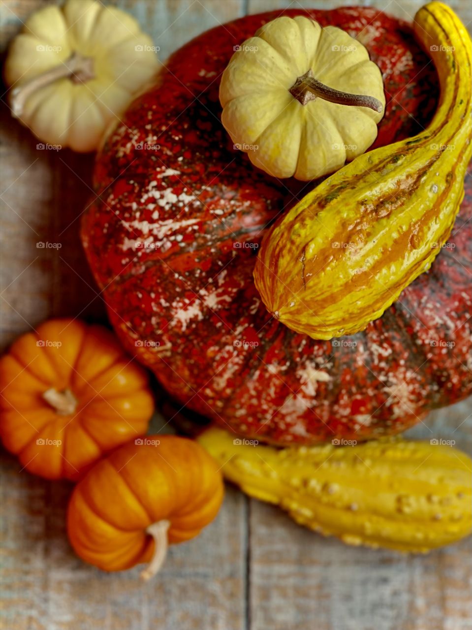 Foap Mission “Still Life”! Beautiful Flatlay Colorful Still Life Of Fall Gourds, Squash, Mini Pumpkins, Cinderella Pumpkins!. 