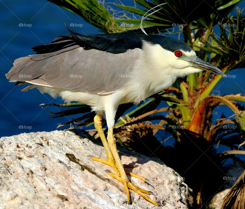 Black-crowned Night Heron Watching Birds