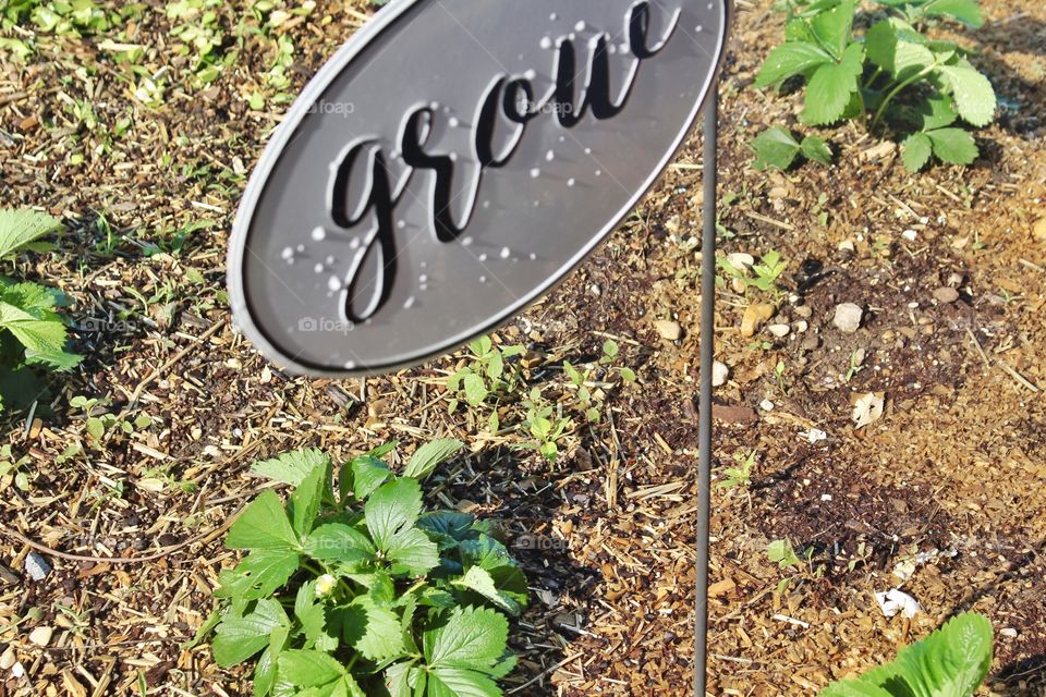 My garden! Fresh homegrown strawberries from my garden! Grow your own food for freshness!