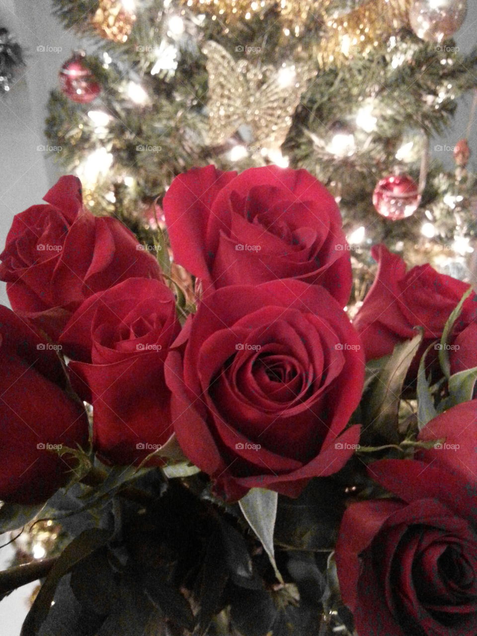 Roses and Christmas