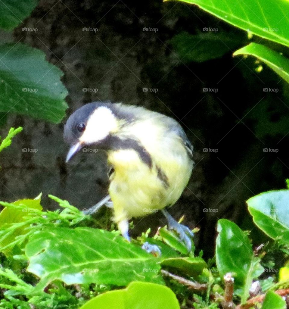 dancing black tit