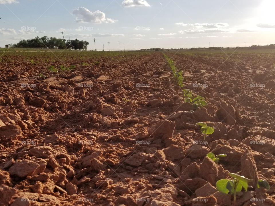 cotton field in Texas