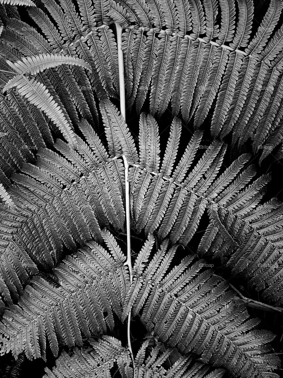 Close up of tropical fern. Monochrome