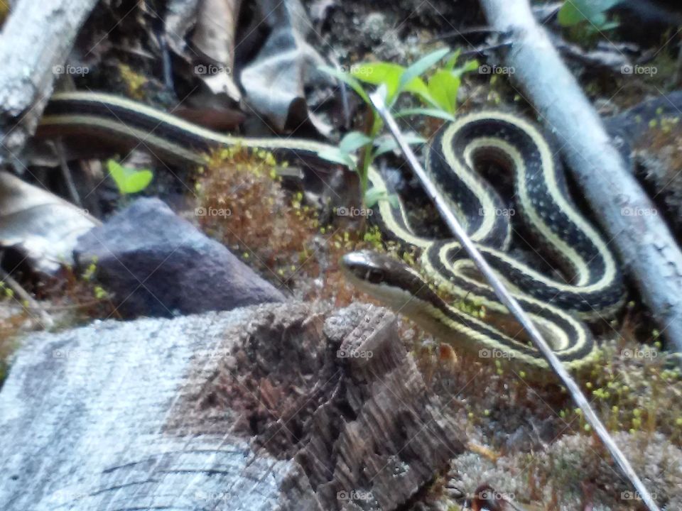 garter snake