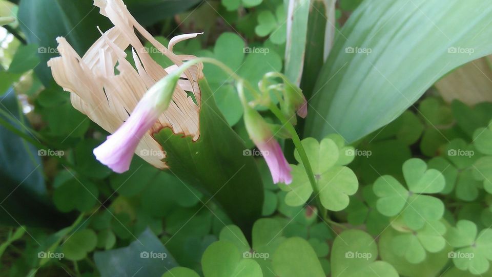 Purple flowers and green  plant.