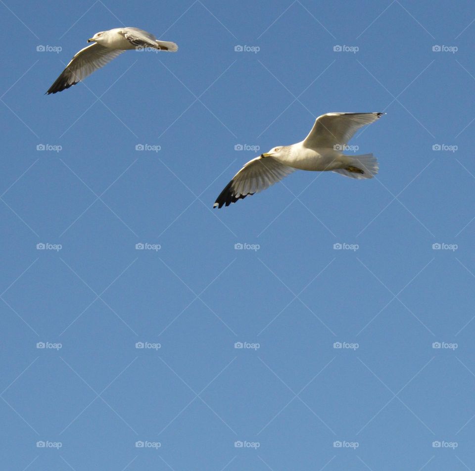 two seagulls flying over the Nimbus River in Fair Oaks California