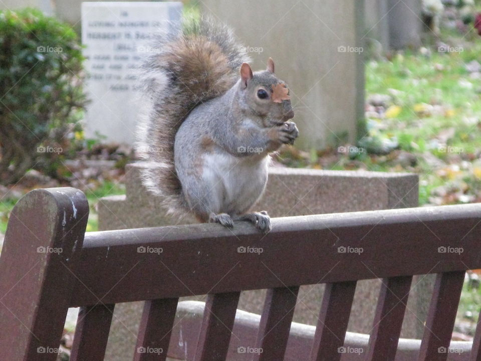 A grey squirrel sit on the back of a park bench, nibbling on a snack and apparently unaware of the leaf situated between his/her eyes