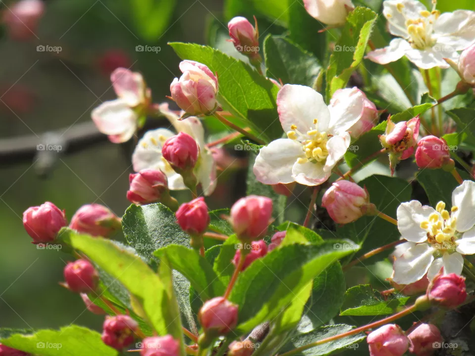 Flowers