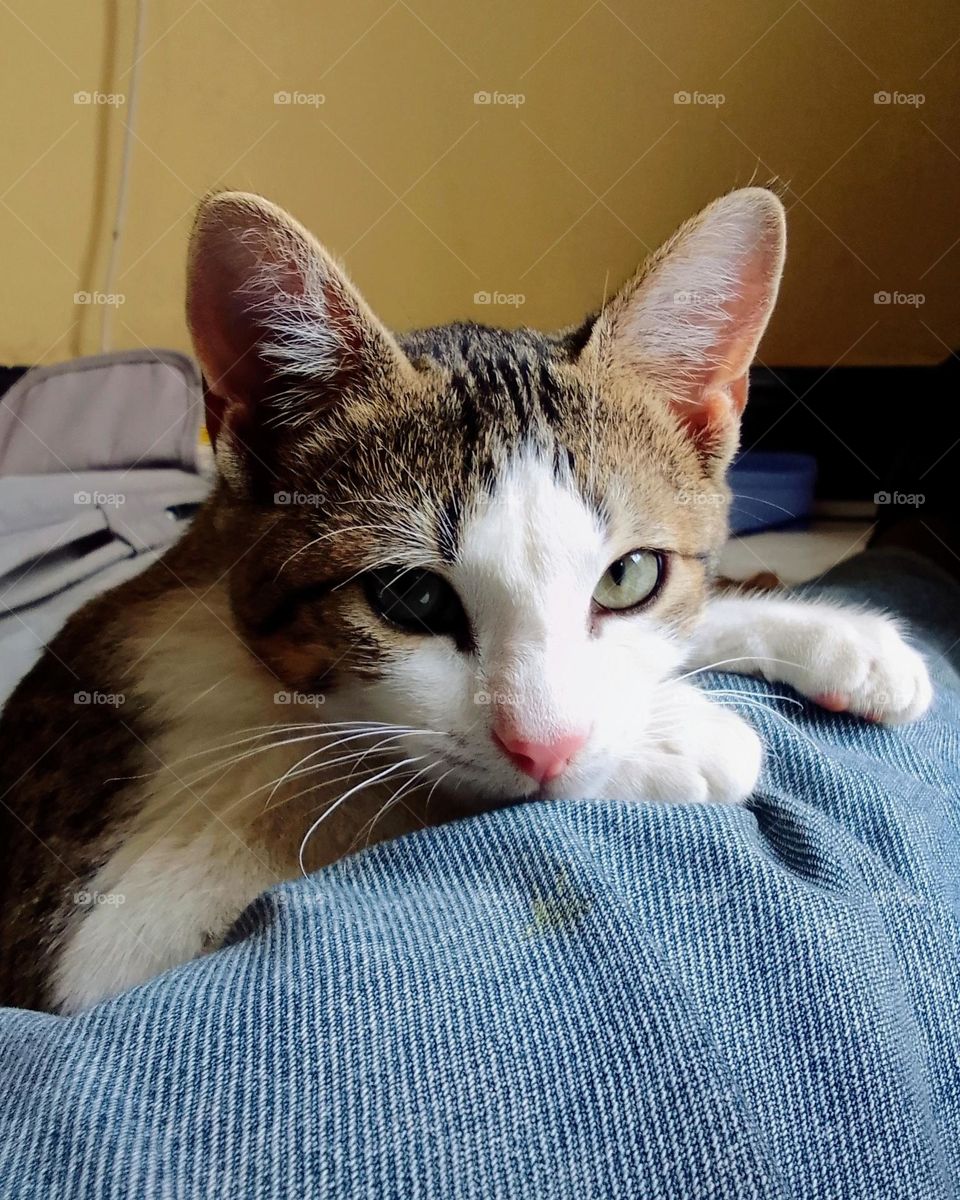 Cat face.

Photographed•Jan18, 025|02:29pm