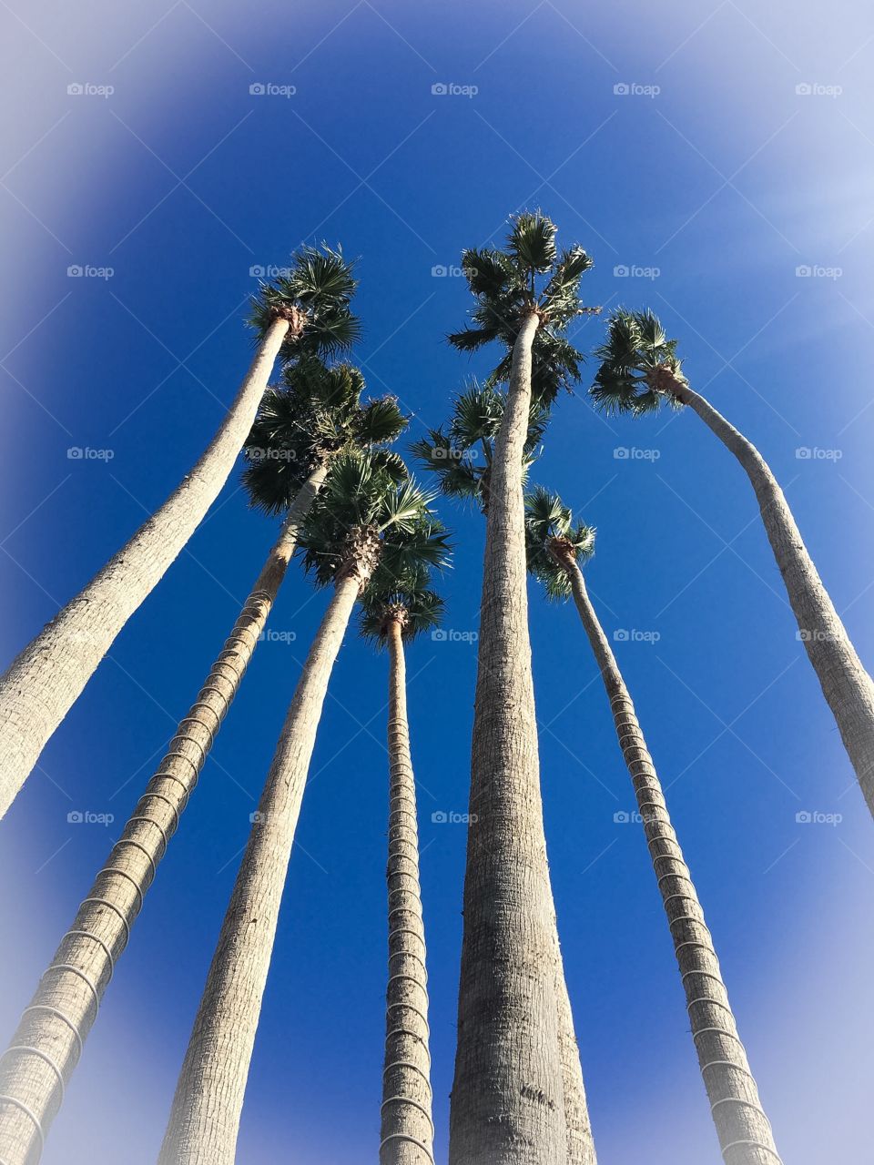 Group of tall palm trees 