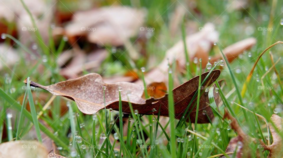 Dry leaves on wet grassy field