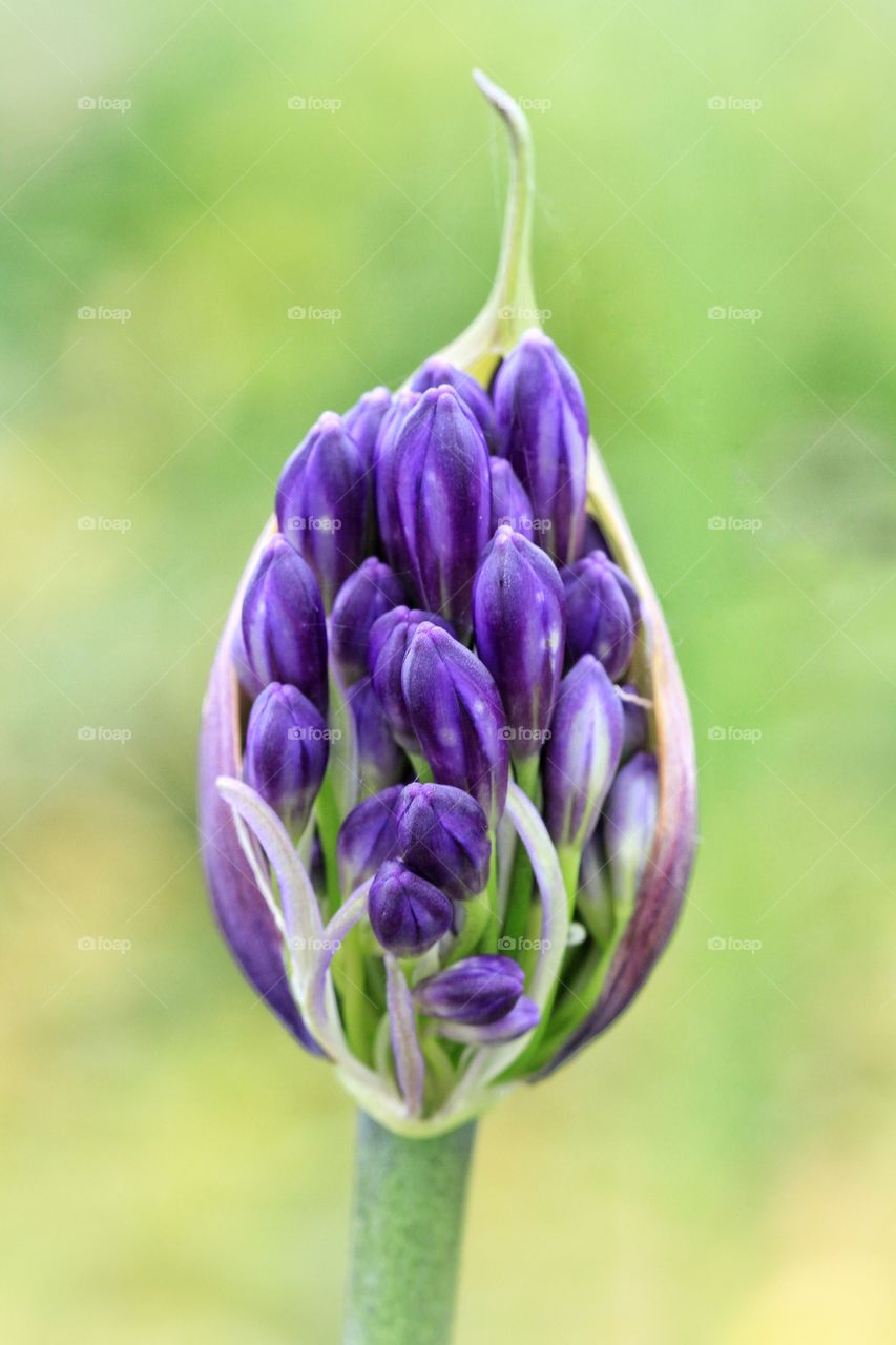 Busting Out. The flowers of an Agapanthus plant emerge from their Cocoon.
