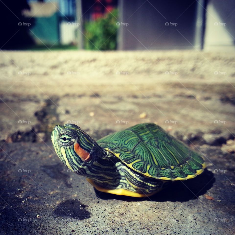 The single tortoise on his way