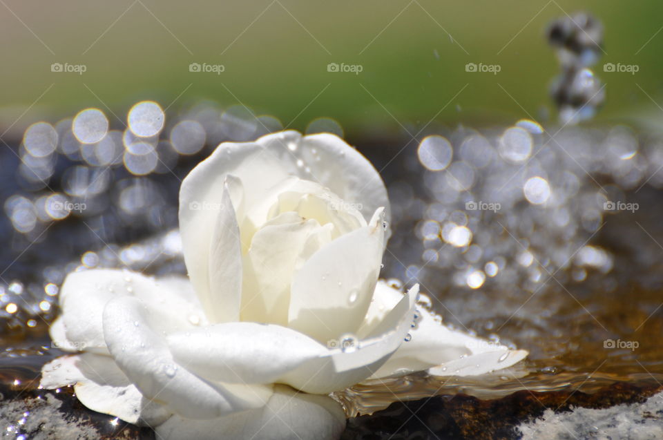 Floating white rose