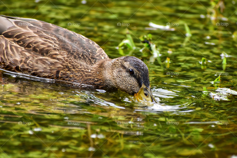 Cute duck enjoying flooded wetlands 