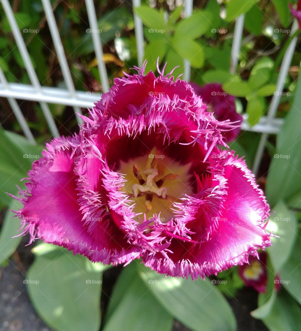 Blume lila blühen Blüte