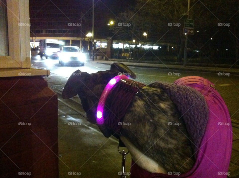 greyhound night shot