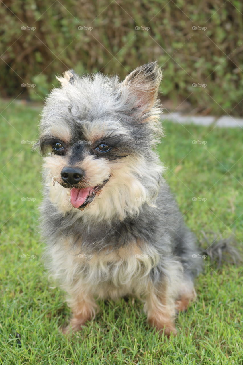 Adorable Yorkie Dog enjoying the sun