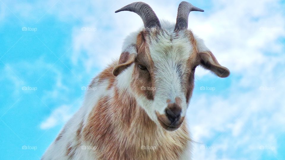 Sky Goat