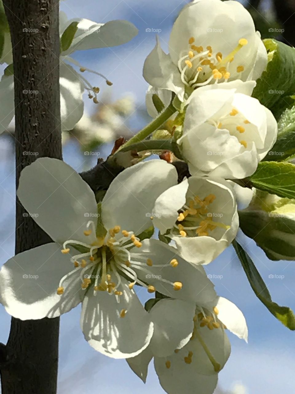 Apple Bloom