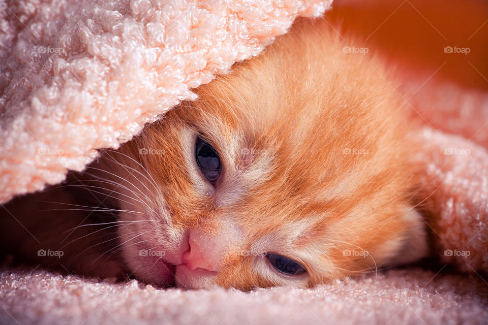 Red tabby newborn kitten portrait