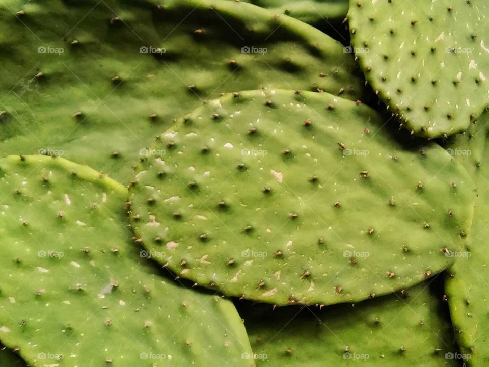cactus skin