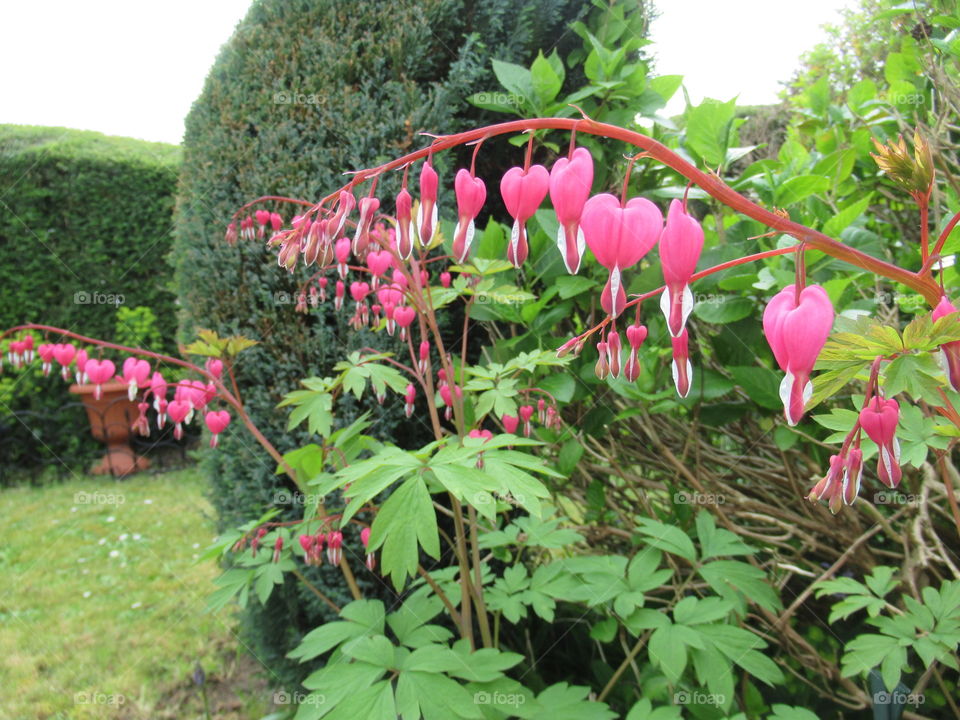 Bleeding heart very pretty little cerise pink flowers on a trailing stem