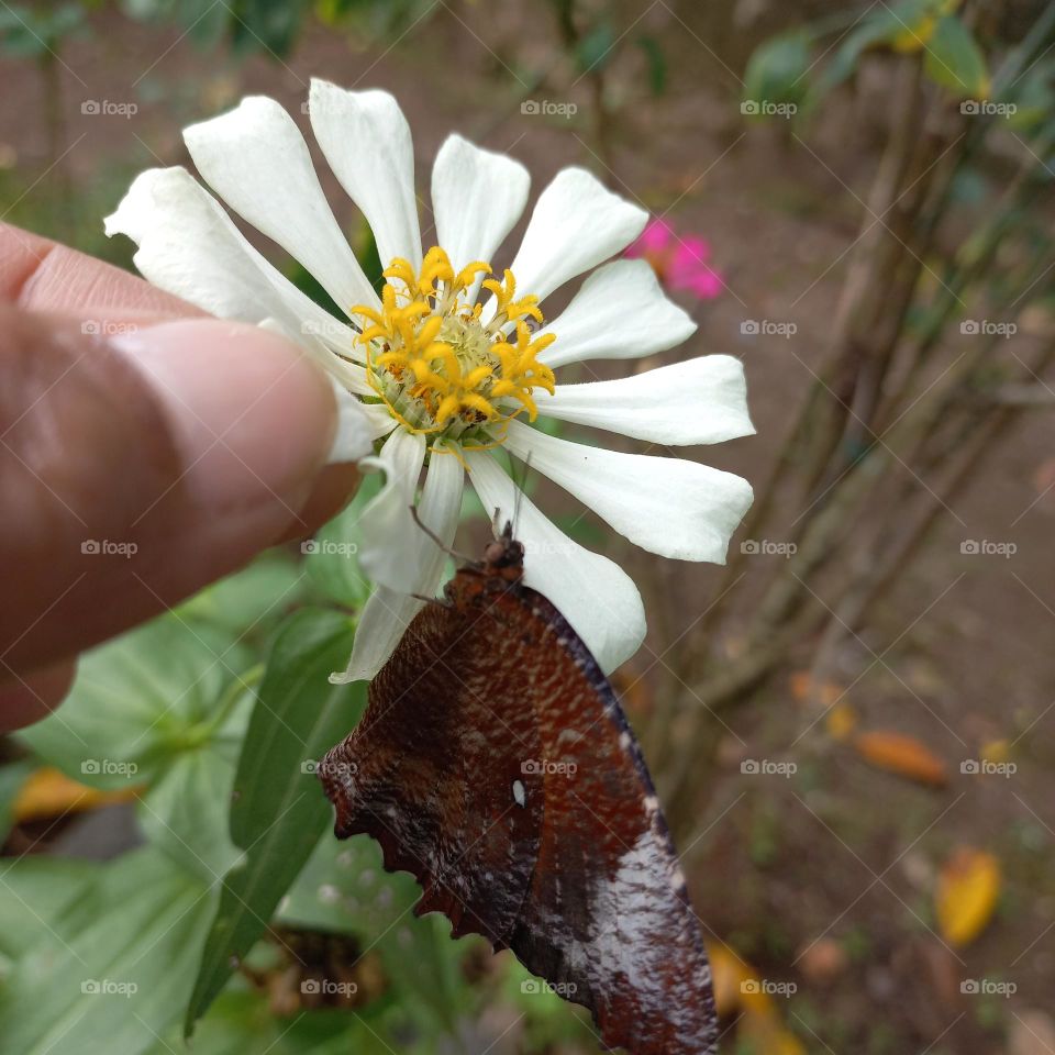 Beautiful flower hand and beautiful butterfly