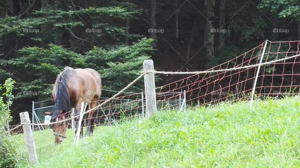 mountain horse