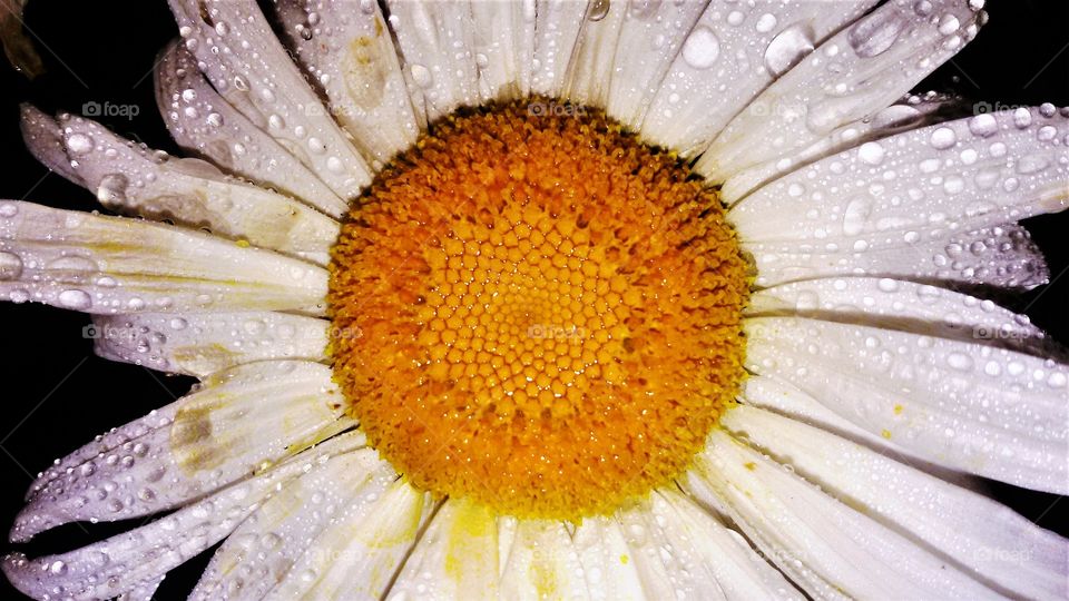 Chamomile flower closeup