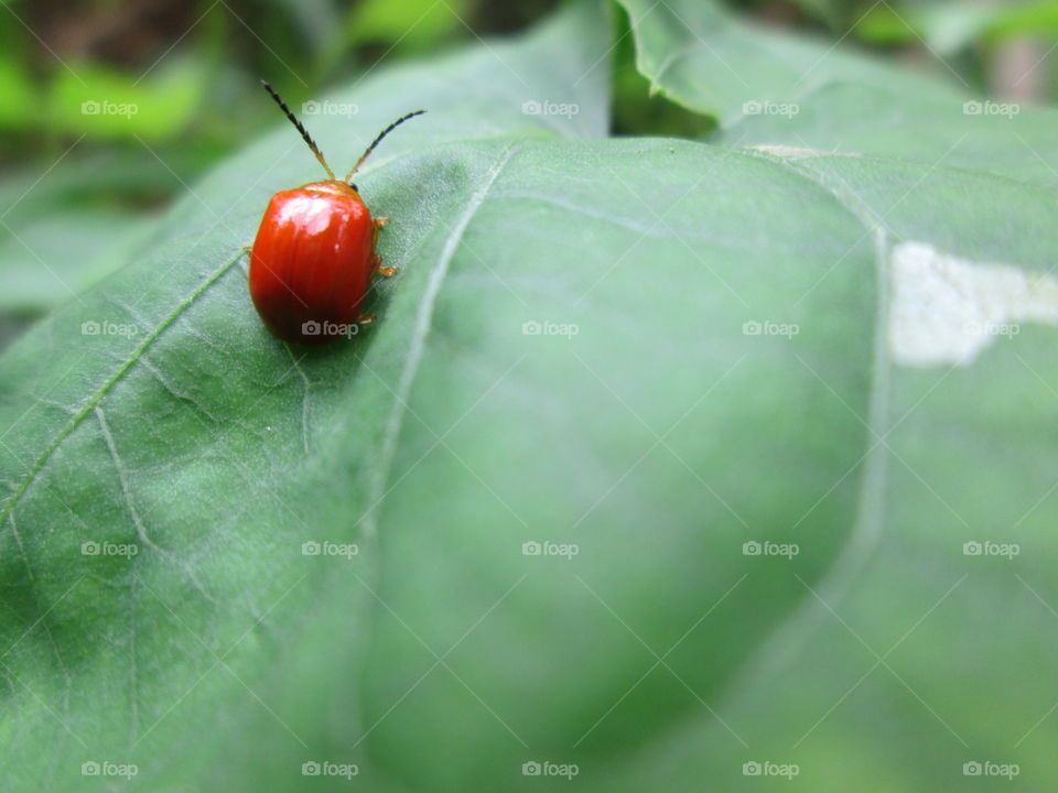 A red bug on the leaves