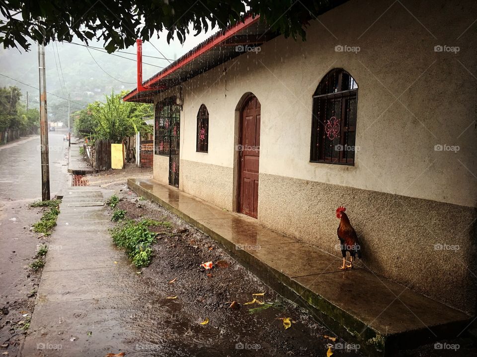 Rooster seeking protection from the rain.