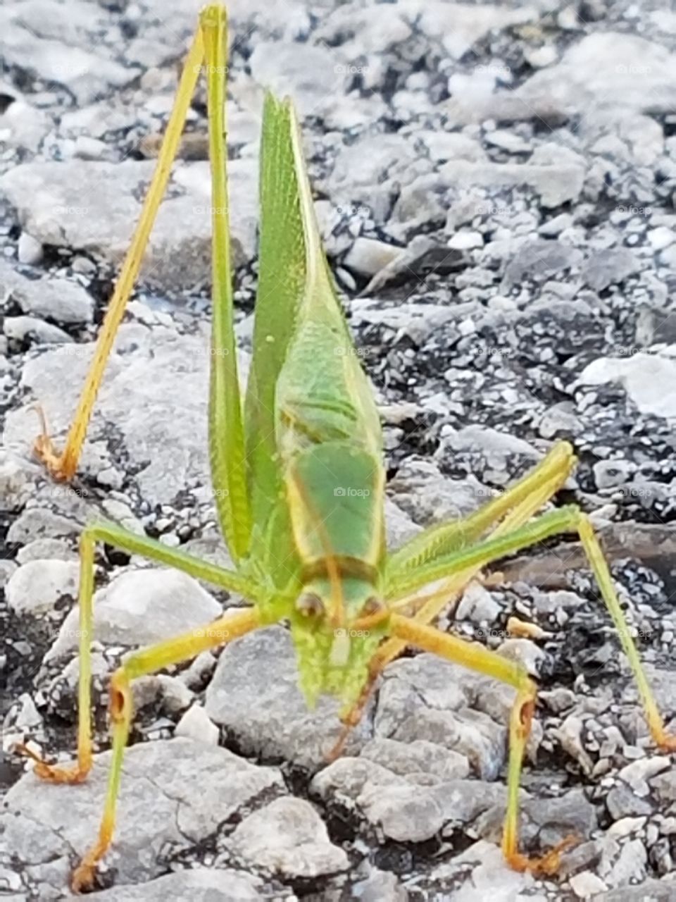 Grasshopper