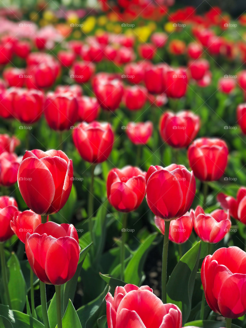 Beautiful red tulips