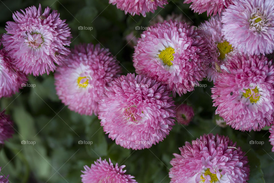 Bunch of pink flowers